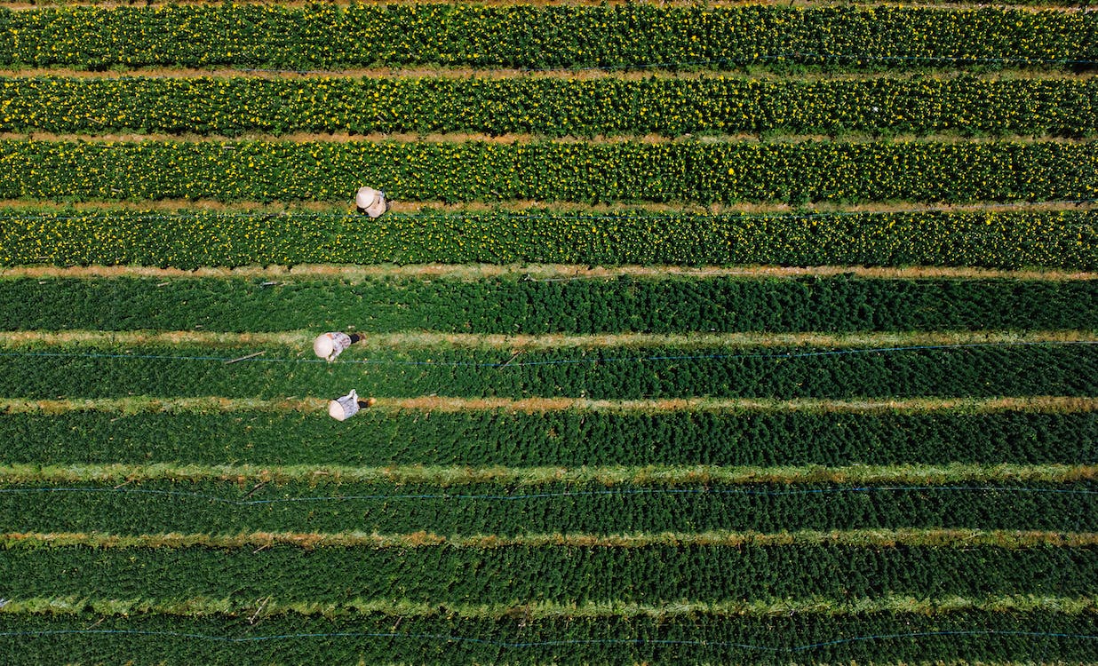 drone in agriculture